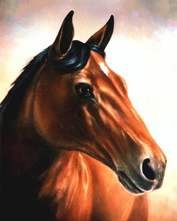 Bay Horse
